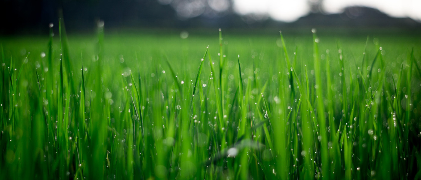 Cover Image for Lawn Care